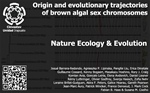 Origin and evolutionary trajectories of brown algal sex chromosomes