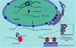 El análisis de transcriptomas como herramienta para estudiar y distinguir a las células troncales de la superficie ocular: retos y perspectivas