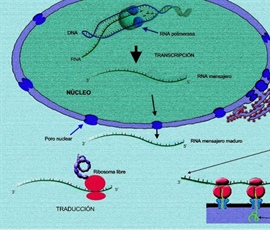 El análisis de transcriptomas como herramienta para estudiar y...
