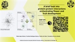 A brief look into protein-protein interactions orchestrating flower and fruit development