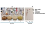 Disaccharides and Fructooligosaccharides (FOS) Production by Wild Yeasts Isolated from Agave