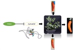 The Transcription Factor CaNAC81 Is Involved in the Carotenoid Accumulation in Chili Pepper Fruits
