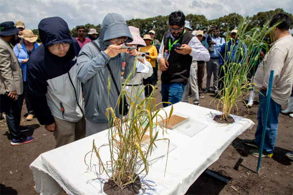 2025 Toluca Field Day: From Genes to Impact: Accelerating Wheat Disease...
