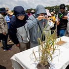 2025 Toluca Field Day: From Genes to Impact: Accelerating Wheat Disease Resistance and Climate Resilience