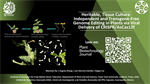 Heritable, Tissue Culture-Independent and Transgene-Free Genome Editing in Plants via Viral Delivery of CRISPR/AsCas12f