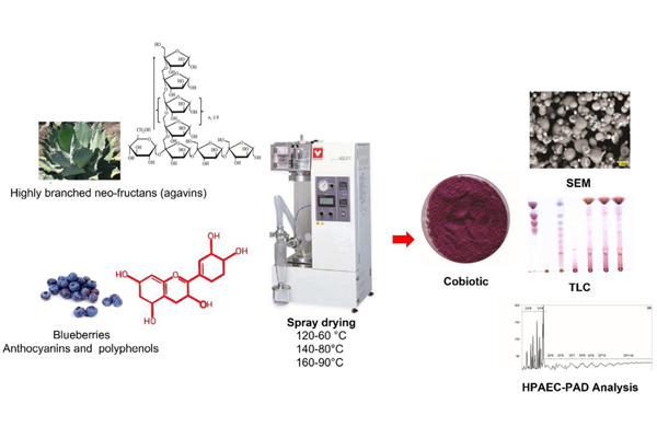 Agavins from Agave potatorum: A low-calorie encapsulant for spray drying of anthocyanins