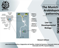 The Munich screen for Arabidopsis embryo patterning genes