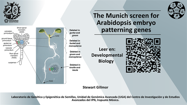 The Munich screen for Arabidopsis embryo patterning genes