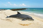 Influencia las actividades humanas en los varamientos de delfines