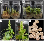 High Red–Blue Light Ratio Promotes Accelerated In Vitro Flowering and Seed-Set Development in Amaranthus hypochondriacus Under a Long-Day Photoperiod