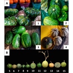 An Evolutionary Genomics View of Wild and Domesticated Cucurbita Species from Mexico