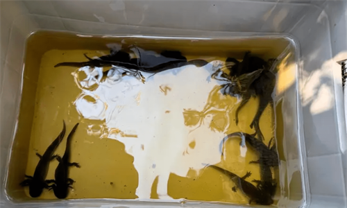 Preliberan mil ajolotes del proyecto AxoArca para avanzar en su...