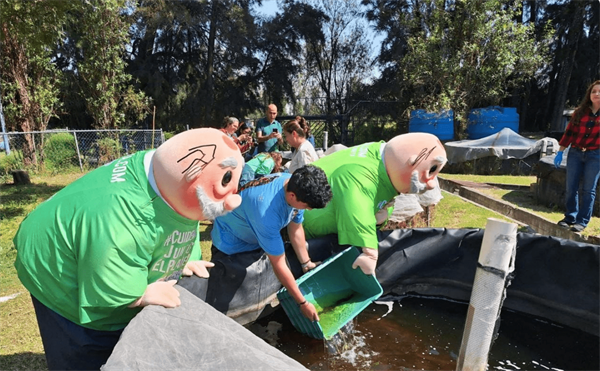 Preliberan mil ajolotes nacidos en la Unidad de Genómica Avanzada del Cinvestav