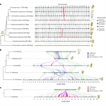 Origin and evolutionary trajectories of brown algal sex chromosomes