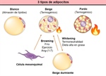 Identifican molécula que podría ser útil en el tratamiento de la obesidad