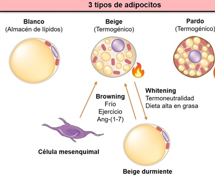 Identifican molécula que podría ser útil en el tratamiento de la obesidad