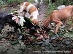 Vínculo entre perro y humano trasciende de solo un tema de compañía