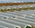 Generan material biodegradable para elaboración de invernaderos