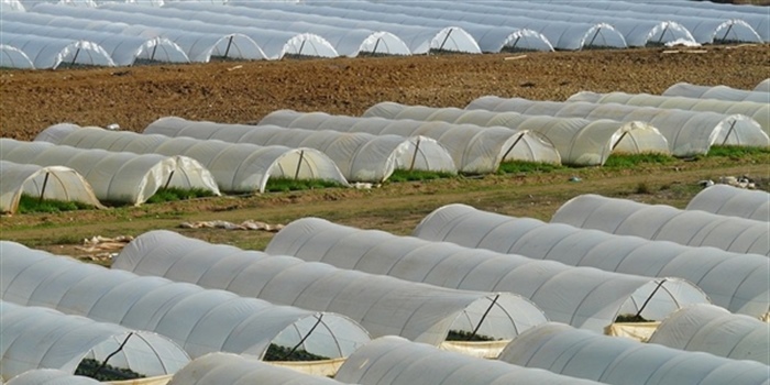 Generan material biodegradable para elaboración de invernaderos