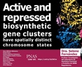 Active and repressed biosynthetic gene clusters have spatially distinct chromosome states