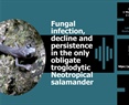 Fungal infection, decline and persistence in the only obligate troglodytic Neotropical salamander