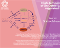 High-temperature adaptation of an OsNRT2.3 allele is thermoregulated by small RNAs