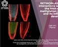 RETINOBLASTOMA‑RELATED interactions with key factors of the RNA‑directed DNA methylation (RdDM) pathway and its influence on root development