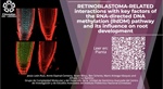 RETINOBLASTOMA‑RELATED interactions with key factors of the RNA‑directed DNA methylation (RdDM) pathway and its influence on root development