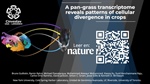 A pan-grass transcriptome reveals patterns of cellular divergence in crops