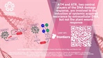ATM and ATR, two central players of the DNA damage response, are involved in the induction of systemic acquired resistance by extracellular DNA, but not the plant wound response