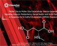 Mónica Lamas - Müller Glia to Müller Glia Extracellular Vesicle-Dependent Signaling Induces Multipotency Genes Nestin and lin28 Expression in Response to N-methyl-D-aspartate (NMDA) Exposure