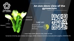 An evo-devo view of the gynoecium