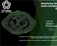 Hormone immunolabeling in resin-embedded Arabidopsis tissues