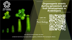 Organogenic events during gynoecium and fruit development in Arabidopsis