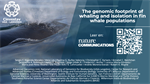 The genomic footprint of whaling and isolation in fin whale populations