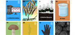 Lotería científica de hongos