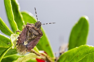 Descubriendo los secretos de la enfermedad de Chagas