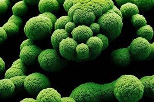 Papel fisiológico de Azotobacter nigricans en la aplicación de un biosólido en suelo agrícola para...