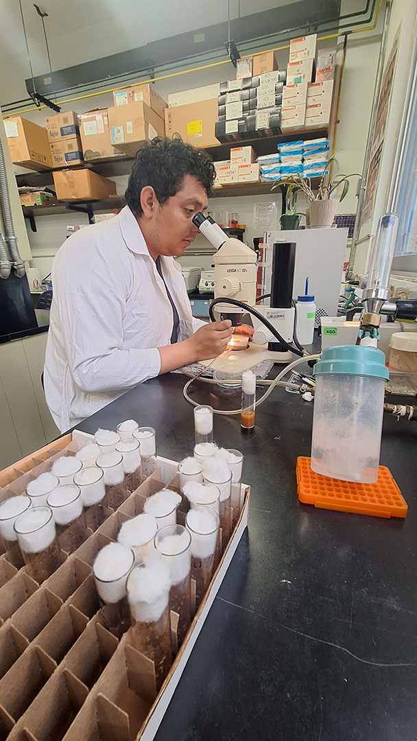 Analizando a través del microscopio muestra de mosca Drosophila